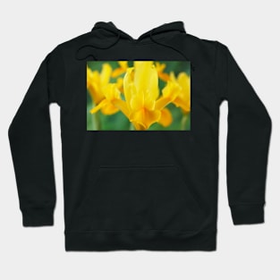 Iris  'Royal Yellow'  Dutch iris Hoodie